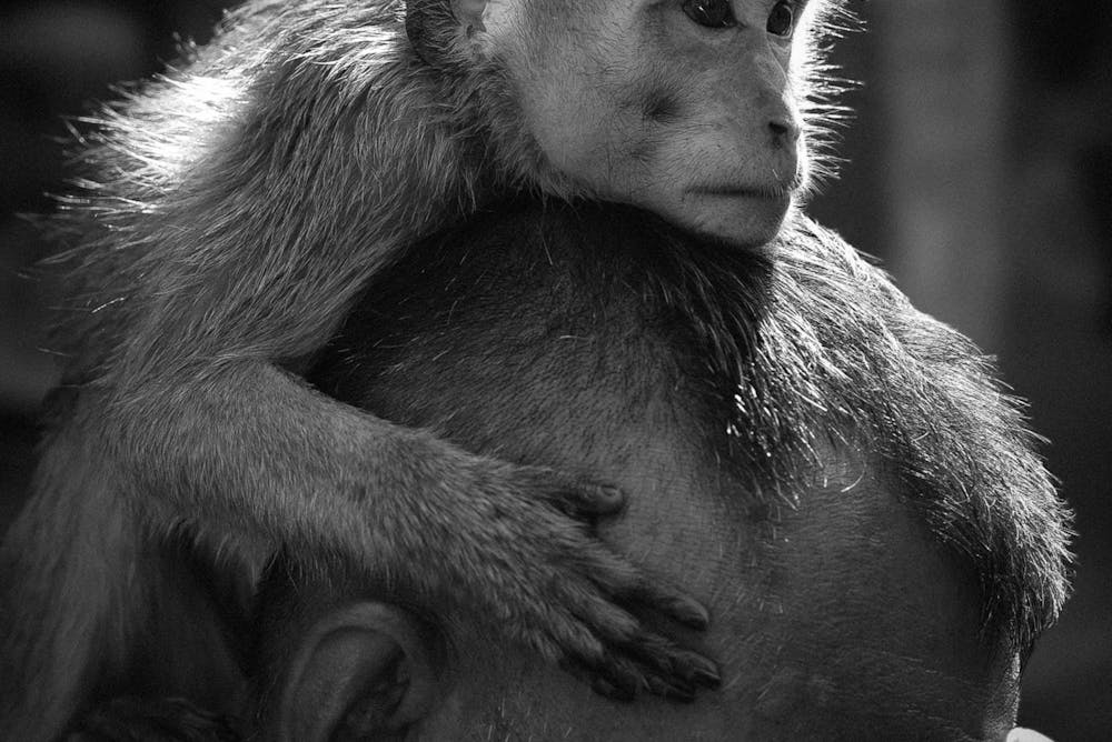 Wanneer anderen de narcist helpen: de rol van flying monkeys